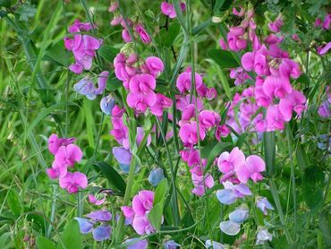 Горошек широколистный Чина (Lathyrus latifolius)