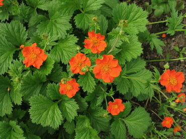 Гравилат шарлаховый Кои (Geum coccineum 'Koi')