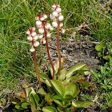 Грушанка малая (Pyrola minor)