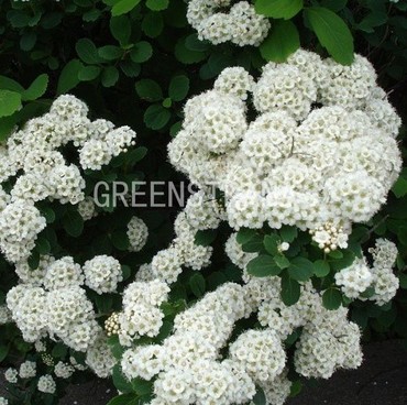 Спирея ниппонская Сноумаунд (Spiraea nipponica 'Snowmound')