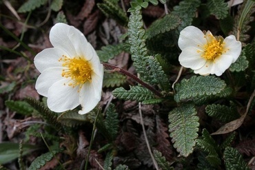 Дриада восьмилепестковая (Dryas octopetala)