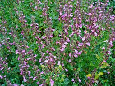 Дубровник обыкновенный (Teucrium chamaedrys)