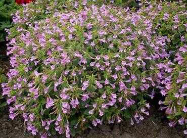 Душевик крупноцветковый (Calamintha grandiflora)
