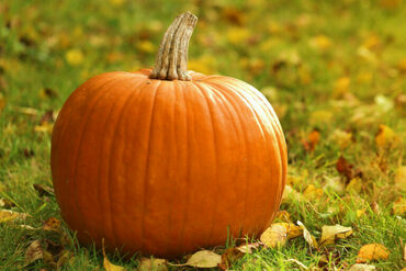 Тыква (Cucurbita pepo)