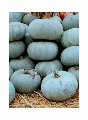 Тыква крупноплодная Волжская (Cucurbita maxima 'Volzhskaya')