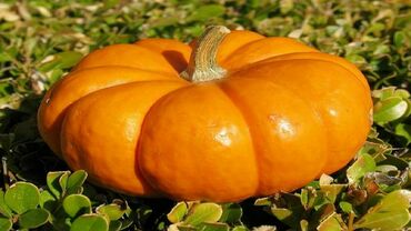 Тыква мускатная Витаминная (Cucurbita moschata 'Vitarninnaya')