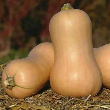 Тыква мускатная Мускатная (Cucurbita moschata 'Muskatnaya')