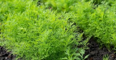 Укроп Аллигатор (Anethum graveolens 'Alligator')