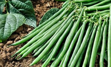 Фасоль Нагано (Phaseolus vulgaris 'Nagano')