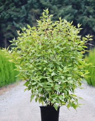 Дерен белый Шпети (Cornus alba 'Spaethii')