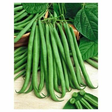 Фасоль Серенгети (Phaseolus vulgaris 'Serengeti')