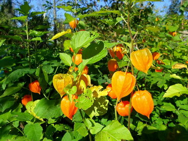 Физалис Колокольчик (Physalis 'Kolokolchik')