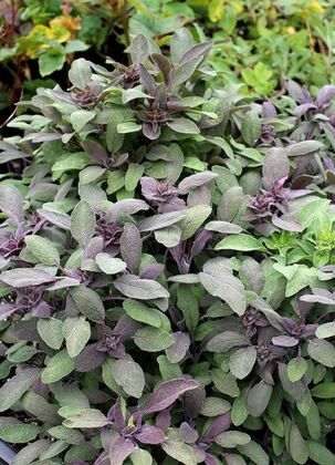 Шалфей овощной Бриз (Salvia officinalis 'Briz')