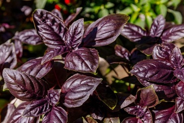 Базилик американский Лемонетте (Ocimum americanum 'Lemonette')