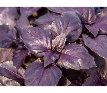 Базилик овощной Тонус (Ocimum basilicum 'Tonus')