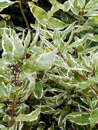 Дерен белый Айвори Хало (Cornus alba 'Ivory Halo')