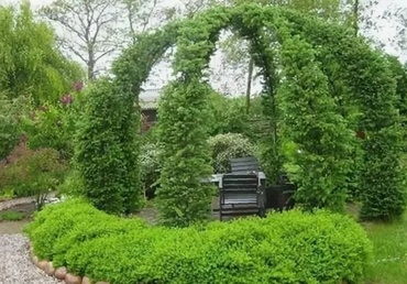 Лиственница Кемпфера (Larix kaempferi) беседка