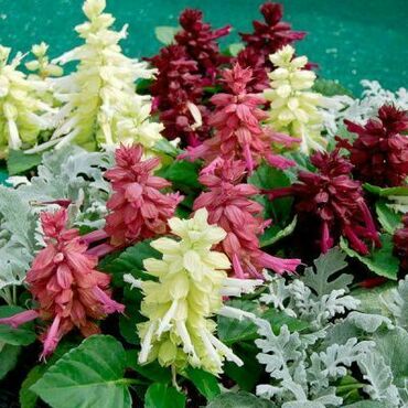 Сальвия блестящая низкорослая Редди Формула Микс (Salvia splendens 'Reddy Formula Mix') (смесь)