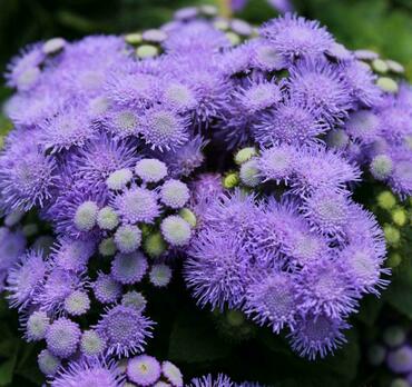 Агератум (Ageratum)