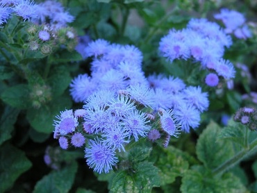 Агератум Хоустона Кона Блю (Ageratum houstonianum 'Kona Blue')
