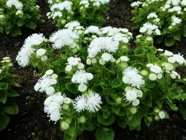 Агератум Хоустона Кона Уайт (Ageratum houstonianum 'Kona White')