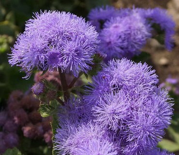 Агератум Хоустона (Ageratum houstonianum)