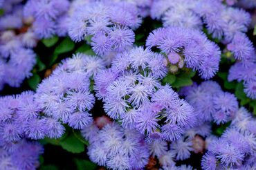 Агератум Хоустона Алоха Блю (Ageratum houstonianum 'Aloha Blue') (голубой)
