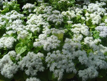 Агератум Хоустона Алоха Уайт (Ageratum houstonianum 'Aloha White') (белый)