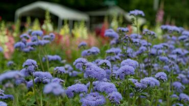 Агератум Хоустона Блю Планет (Ageratum houstonianum 'Blue Planet') (ярко-синий)