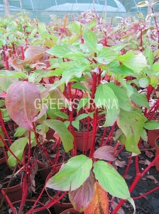 Дерен белый Батон Руж (Cornus alba 'Baton Rouge')
