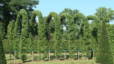 Лиственница Маргилинда (Larix decidua 'Margilinda') арка