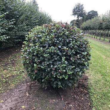 Боярышник обыкновенный (Crataegus laevigata) шар