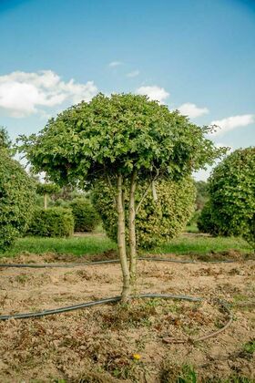 Боярышник сливолистный (Crataegus x prunifolia) НИВАКИ