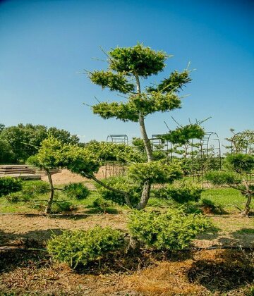 Лиственница Маргилинда (Larix decidua 'Margilinda') бонсай