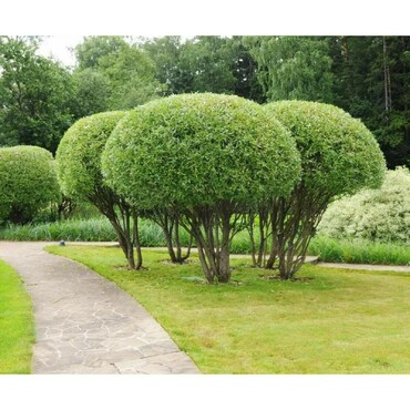 Ива ломкая (Salix fragilis) шаровидная ф. зонт