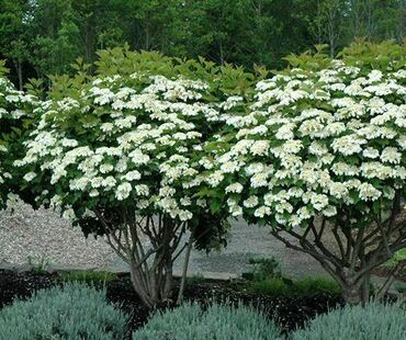 Калина обыкновенная (Viburnum opulus) ф. зонт
