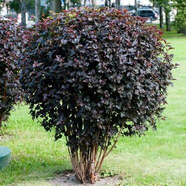 Пузыреплодник калинолистный Диаболо (Physocarpus opulifolius 'Diabolo') ф. зонт