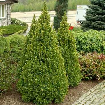 Ель канадская (Picea glauca) конус