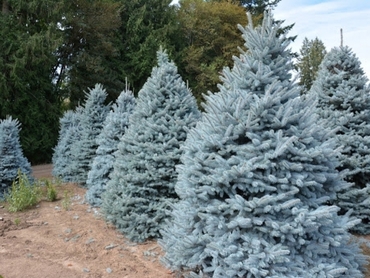 Ель колючая Ретрофлекса (Picea pungens 'Retroflexa') конус