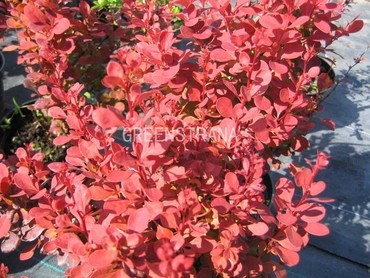 Барбарис Тунберга Ред Рокет (Berberis thunbergii 'Red Rocket')