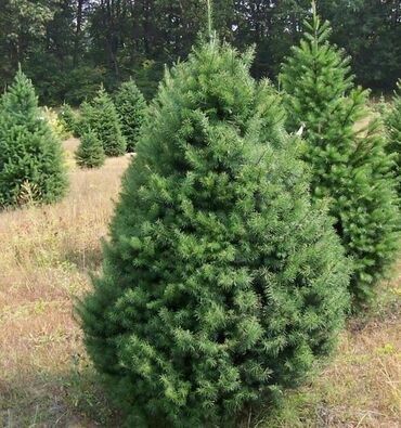 Пихта сибирская (Abies sibirica) конус