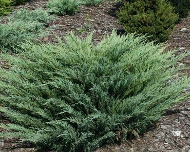 Можжевельник казацкий Блю Дануб (Juniperus sabina 'Blue Danube')