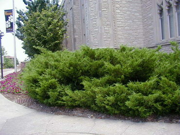 Можжевельник средний Минт Джулеп (Juniperus x pfitzeriana 'Mint Julep')