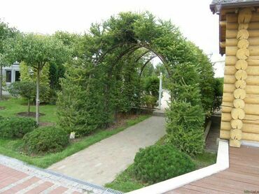 Лиственница Маргилинда (Larix decidua 'Margilinda')