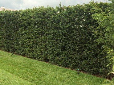 Ель обыкновенная (Picea abies)