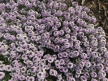 Алиссум морской Истер Боннет Вайолет (Lobularia maritima 'Easter Bonnet Violet') (темно-розовый)