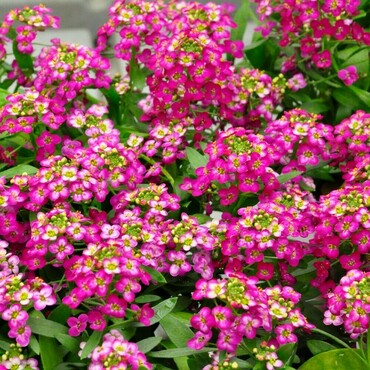 Алиссум морской Истер Боннет Дип Пинк (Lobularia maritima 'Easter Bonnet Deep Pink') (розовый)