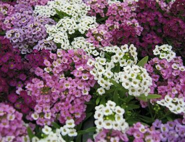 Алиссум морской Истер Боннет Микс (Lobularia maritima 'Easter Bonnet Mix') (смесь)