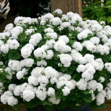 Алиссум морской Истер Боннет Уайт (Lobularia maritima 'Easter Bonnet White') (белый)