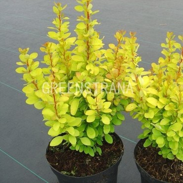 Барбарис Тунберга Голден Рокет (Berberis thunbergii 'Golden Rocket')